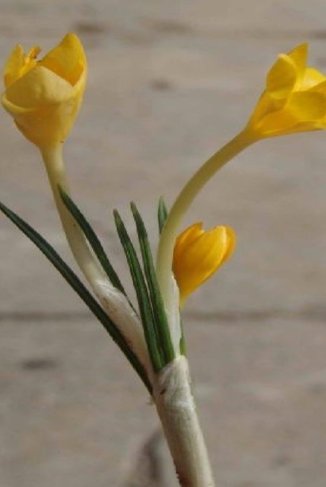 Crocus danfordiae subsp. kurdistanicus Maroofi & Assadi Family: Iridaceae