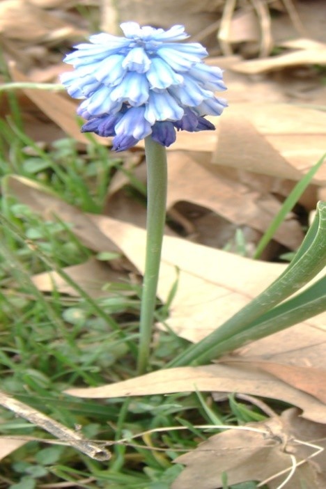 Muscari kurdicum Maroofi Family: Liliaceae