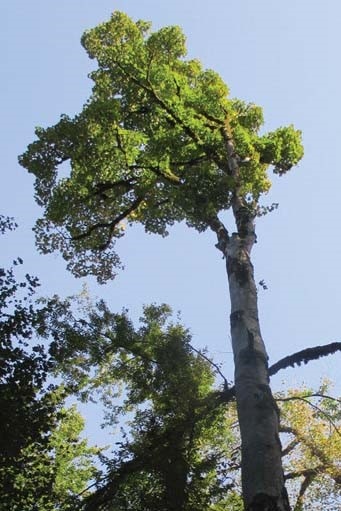 Acer iranicum M. Mohtashamian & A. Rastegar Family: Sapindaceae