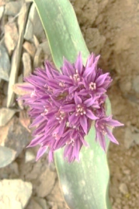 Allium kurdistanicum Maroofi & Fritsch Family: Amaryllidaceae