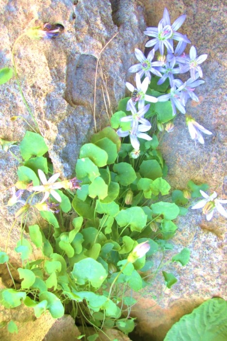 Campanula kurdistanica Advay & Maroofi Family: Campanulaceae