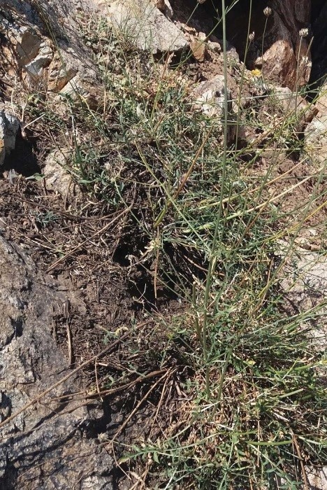 Cephalaria kurdistanica Maroofi, Tabad & A. Rastegar Family: Caprifoliaceae