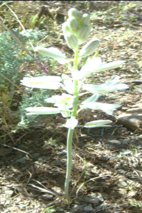 Ornithogalum sanandajense Maroofi Family: Liliaceae