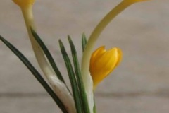 Crocus danfordiae subsp. kurdistanicus Maroofi & Assadi Family: Iridaceae