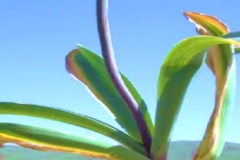 Allium sanandajense Maroofi & Fritsch Family: Amaryllidaceae