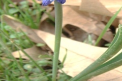 Muscari kurdicum Maroofi Family: Liliaceae