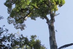 Acer iranicum M. Mohtashamian & A. Rastegar Family: Sapindaceae