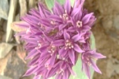 Allium kurdistanicum Maroofi & Fritsch Family: Amaryllidaceae