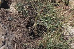 Cephalaria kurdistanica Maroofi, Tabad & A. Rastegar Family: Caprifoliaceae