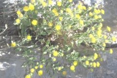 Pentanema kurdistanicum Maroofi & Ghaderi Family: Asteraceae