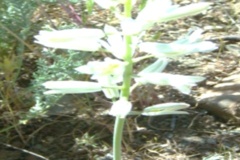 Ornithogalum sanandajense Maroofi Family: Liliaceae