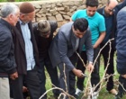 حرکت هدفمند به سوی ارتقای بهره‌وری در تاکستان‌های بیجار