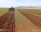 پژوهش های میدانی در سارال؛ از دیم زارهای کردستان تا امنیت غذایی کشور