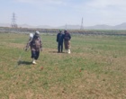 پژوهش های میدانی در سارال؛ از دیم زارهای کردستان تا امنیت غذایی کشور