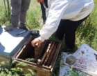 زنبور عسل؛ نگهبان خاموش سفره جهانی، پیشران توسعه پایدار در کردستان