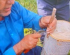 جراحیِ نجات‌بخش درختان گردو؛ هنر سرشاخه‌کاری برای فردایی پربارتر
