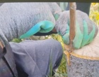 جراحیِ نجات‌بخش درختان گردو؛ هنر سرشاخه‌کاری برای فردایی پربارتر