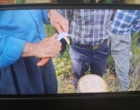 جراحیِ نجات‌بخش درختان گردو؛ هنر سرشاخه‌کاری برای فردایی پربارتر