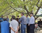 جراحیِ نجات‌بخش درختان گردو؛ هنر سرشاخه‌کاری برای فردایی پربارتر