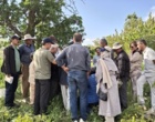 جراحیِ نجات‌بخش درختان گردو؛ هنر سرشاخه‌کاری برای فردایی پربارتر