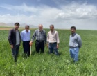 پایش میدانی گندم در کردستان، گامی راهبردی در راستای امنیت غذایی