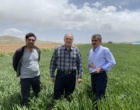 پایش میدانی گندم در کردستان، گامی راهبردی در راستای امنیت غذایی