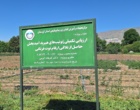 معرفی نخستین ژنوتیپ‌های اصلاح‌شده «توت‌فرنگی ایرانی» با رکوردشکنی در عملکرد و سازگاری اقلیمی در ایستگاه تحقیقاتی گریزه