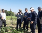 معرفی نخستین ژنوتیپ‌های اصلاح‌شده «توت‌فرنگی ایرانی» با رکوردشکنی در عملکرد و سازگاری اقلیمی در ایستگاه تحقیقاتی گریزه