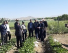 معرفی نخستین ژنوتیپ‌های اصلاح‌شده «توت‌فرنگی ایرانی» با رکوردشکنی در عملکرد و سازگاری اقلیمی در ایستگاه تحقیقاتی گریزه