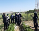 معرفی نخستین ژنوتیپ‌های اصلاح‌شده «توت‌فرنگی ایرانی» با رکوردشکنی در عملکرد و سازگاری اقلیمی در ایستگاه تحقیقاتی گریزه