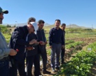 معرفی نخستین ژنوتیپ‌های اصلاح‌شده «توت‌فرنگی ایرانی» با رکوردشکنی در عملکرد و سازگاری اقلیمی در ایستگاه تحقیقاتی گریزه
