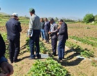 معرفی نخستین ژنوتیپ‌های اصلاح‌شده «توت‌فرنگی ایرانی» با رکوردشکنی در عملکرد و سازگاری اقلیمی در ایستگاه تحقیقاتی گریزه