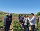 معرفی نخستین ژنوتیپ‌های اصلاح‌شده «توت‌فرنگی ایرانی» با رکوردشکنی در عملکرد و سازگاری اقلیمی در ایستگاه تحقیقاتی گریزه