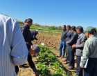 معرفی نخستین ژنوتیپ‌های اصلاح‌شده «توت‌فرنگی ایرانی» با رکوردشکنی در عملکرد و سازگاری اقلیمی در ایستگاه تحقیقاتی گریزه
