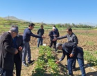 معرفی نخستین ژنوتیپ‌های اصلاح‌شده «توت‌فرنگی ایرانی» با رکوردشکنی در عملکرد و سازگاری اقلیمی در ایستگاه تحقیقاتی گریزه