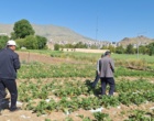 معرفی نخستین ژنوتیپ‌های اصلاح‌شده «توت‌فرنگی ایرانی» با رکوردشکنی در عملکرد و سازگاری اقلیمی در ایستگاه تحقیقاتی گریزه