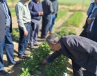 معرفی نخستین ژنوتیپ‌های اصلاح‌شده «توت‌فرنگی ایرانی» با رکوردشکنی در عملکرد و سازگاری اقلیمی در ایستگاه تحقیقاتی گریزه