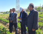معرفی نخستین ژنوتیپ‌های اصلاح‌شده «توت‌فرنگی ایرانی» با رکوردشکنی در عملکرد و سازگاری اقلیمی در ایستگاه تحقیقاتی گریزه