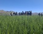ویترین نوآوری‌های دیم‌کاری کشور در موچش؛ جدیدترین ارقام گندم، جو و حبوبات علوفه‌ای زیر ذره‌بین متخصصان وزارت جهاد کشاورزی