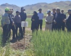 ویترین نوآوری‌های دیم‌کاری کشور در موچش؛ جدیدترین ارقام گندم، جو و حبوبات علوفه‌ای زیر ذره‌بین متخصصان وزارت جهاد کشاورزی