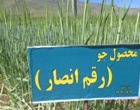 ویترین نوآوری‌های دیم‌کاری کشور در موچش؛ جدیدترین ارقام گندم، جو و حبوبات علوفه‌ای زیر ذره‌بین متخصصان وزارت جهاد کشاورزی