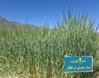 ویترین نوآوری‌های دیم‌کاری کشور در موچش؛ جدیدترین ارقام گندم، جو و حبوبات علوفه‌ای زیر ذره‌بین متخصصان وزارت جهاد کشاورزی