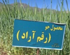 ویترین نوآوری‌های دیم‌کاری کشور در موچش؛ جدیدترین ارقام گندم، جو و حبوبات علوفه‌ای زیر ذره‌بین متخصصان وزارت جهاد کشاورزی