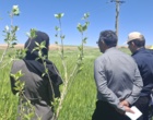 کردستان در مسیر تحقق ۱۰۰ درصدی تولید بذر جو
