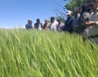 کردستان در مسیر تحقق ۱۰۰ درصدی تولید بذر جو