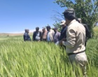 کردستان در مسیر تحقق ۱۰۰ درصدی تولید بذر جو