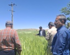 کردستان در مسیر تحقق ۱۰۰ درصدی تولید بذر جو