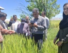 کردستان در مسیر تحقق ۱۰۰ درصدی تولید بذر جو