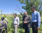 کردستان در مسیر تحقق ۱۰۰ درصدی تولید بذر جو