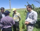 کردستان در مسیر تحقق ۱۰۰ درصدی تولید بذر جو